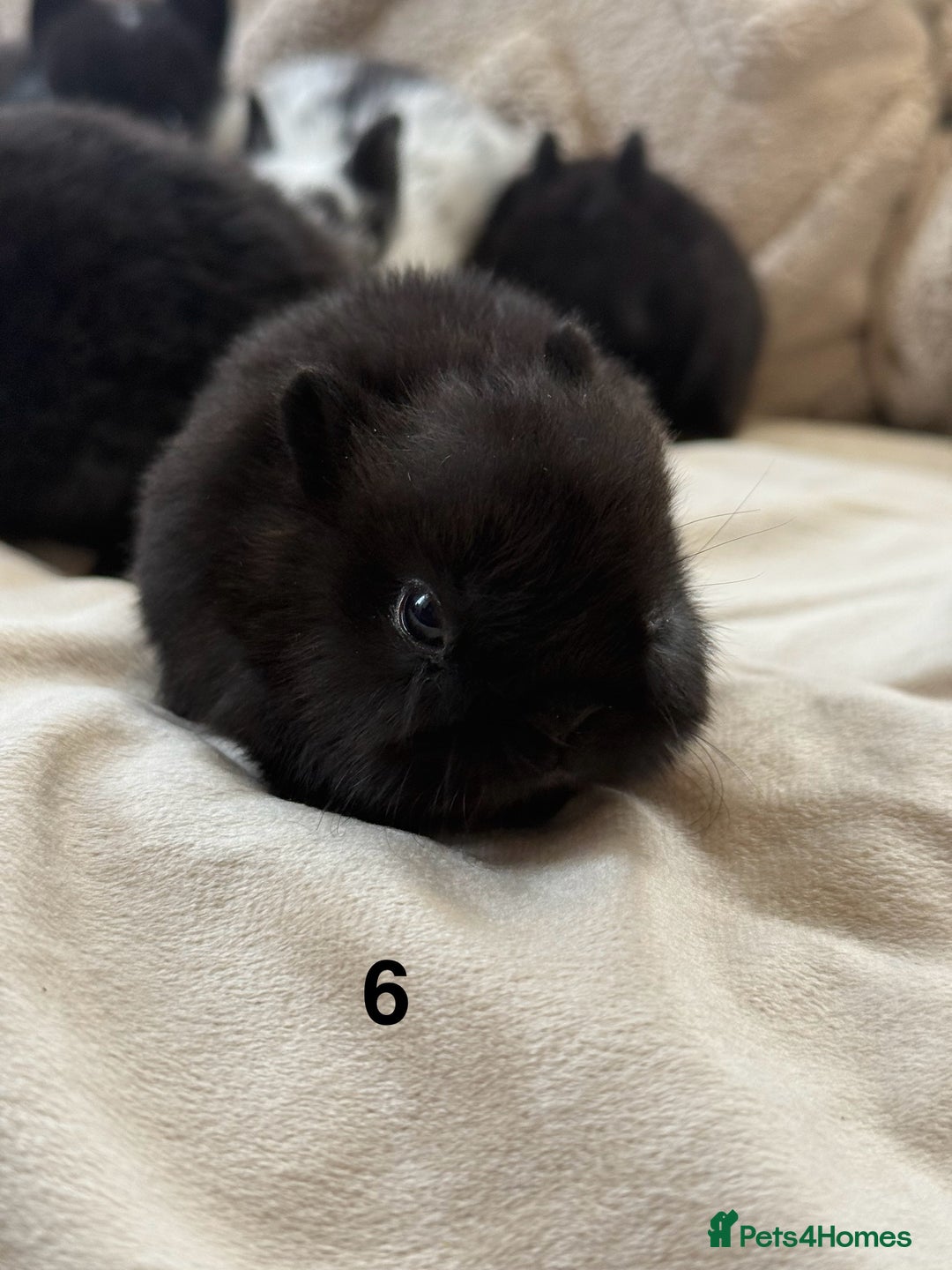 Netherland Dwarf rabbits for sale: 6 Adorable Netherland Dwarf Bunnies  - Image 12
