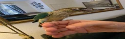 Conures birds for sale: Hand reared tame - Advert 15