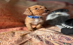 Cocker Spaniel dogs for sale: 🧡Fox Red WCS🧡 - Image 19