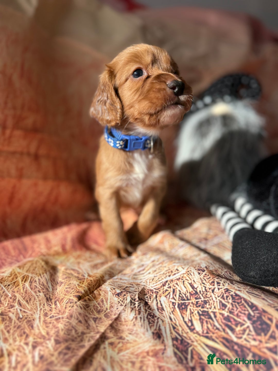 Cocker Spaniel dogs for sale: 🧡Fox Red WCS🧡 - Image 19