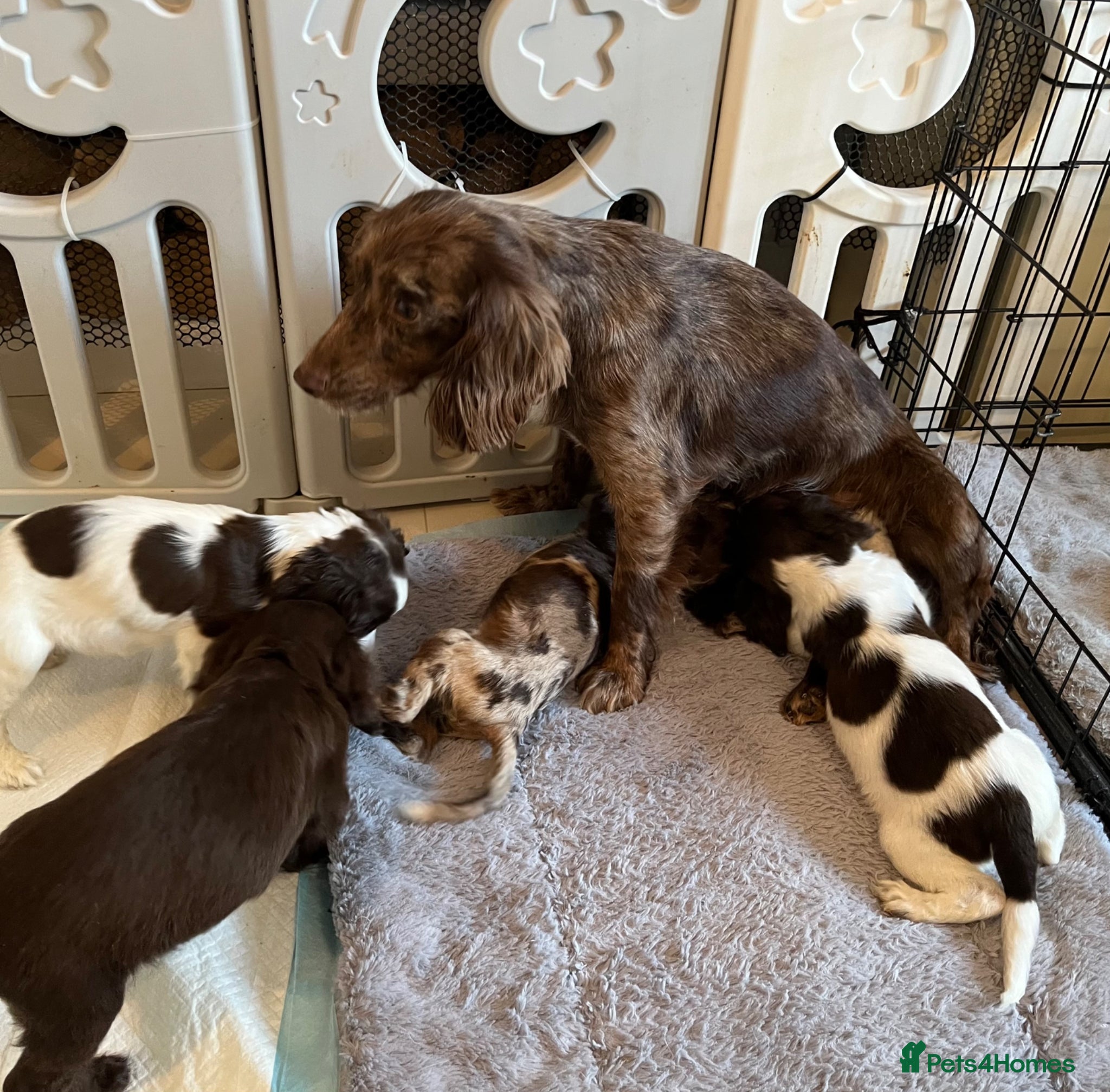 Cocker Spaniel dogs 🐶❤️Gorgeous Cocker Spaniels Puppies  - Advert 2