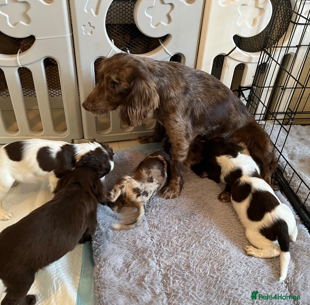 Cocker Spaniel dogs for sale: 🐶❤️Gorgeous Cocker Spaniels Puppies  in Bedford - Advert 2