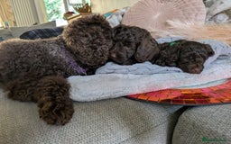 Cockapoo dogs for sale: 4 males and 1 female, chocolate coated cockerpoos  - Image 19