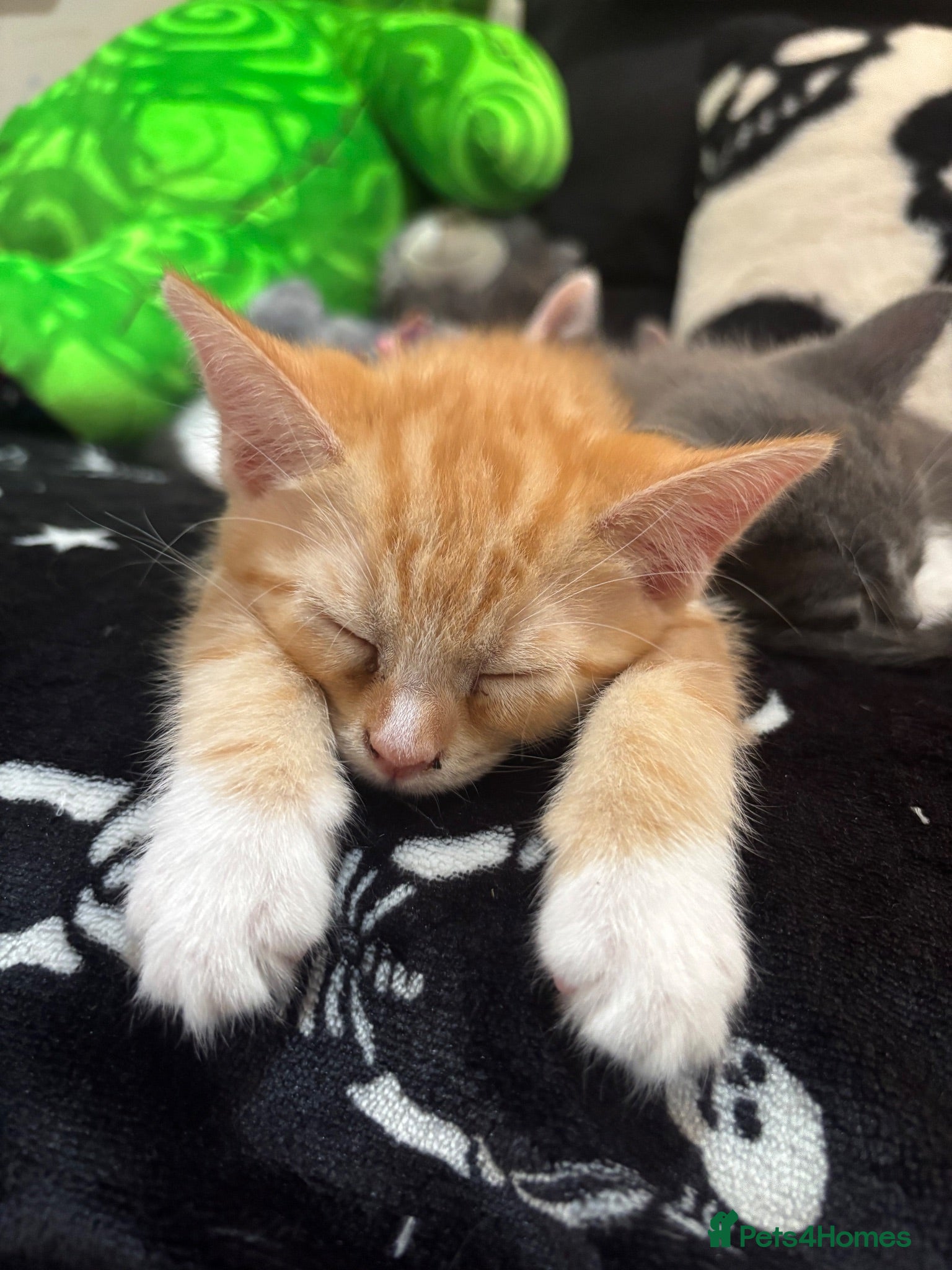 Mixed Breed cats Last ginger boy available ❤️‍🔥 - Advert 1
