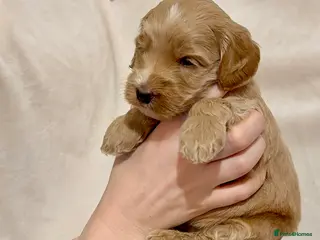 Australian Labradoodle dogs Apricot Multigen Australian Labradoodle - Advert 7