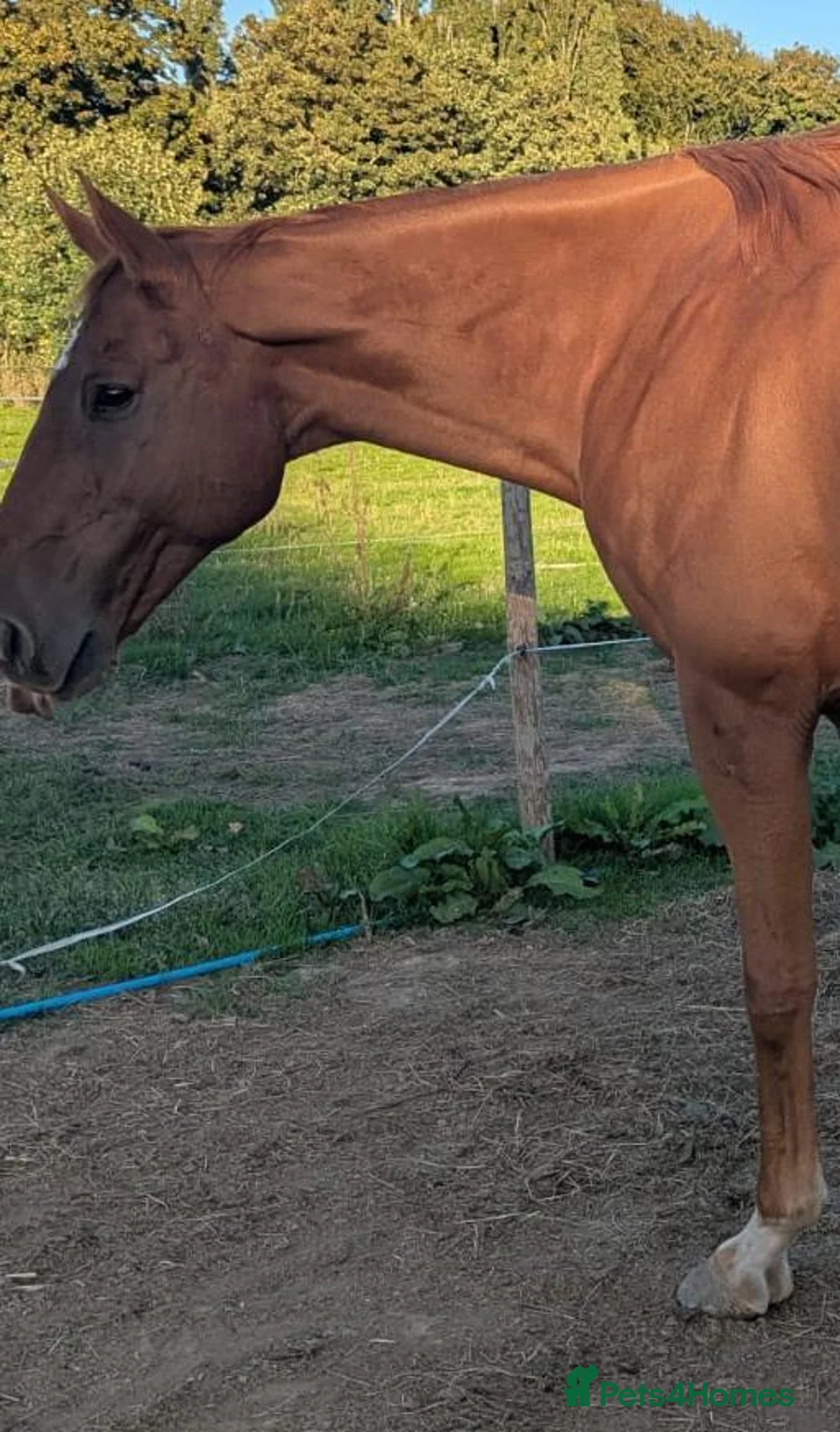 Irish Thoroughbred horses for sale: Hector - Advert 1
