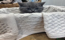 British Shorthair cats for sale: ✨ TWO KITTENS REMAINING.. BRITISH SHORTHAIR ✨ - Image 2