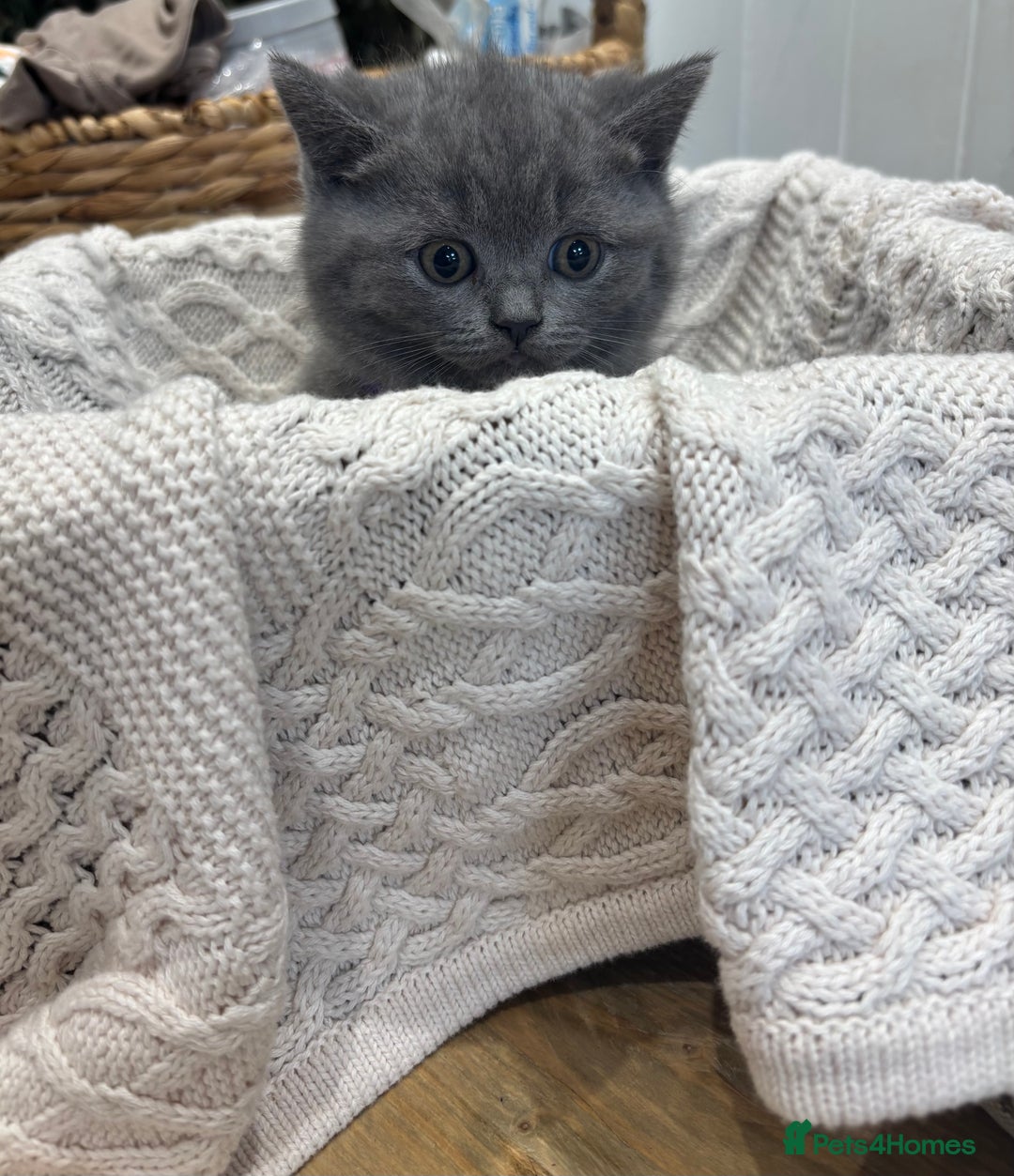 British Shorthair cats for sale: ✨ TWO KITTENS REMAINING.. BRITISH SHORTHAIR ✨ - Image 2