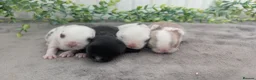 Mini Lop rabbits for sale: Mini lops to reserve - Advert 1