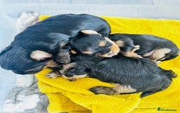 Yorkshire Terrier dogs for sale: Tiny Yorkshire Terrier ( 1 cute boy 🐶 left) - Image 14
