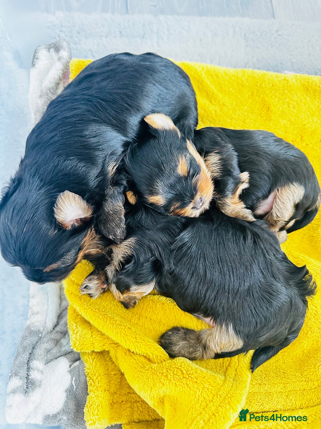 Yorkshire Terrier dogs for sale: Tiny Yorkshire Terrier ( 1 cute boy 🐶 left) - Image 14