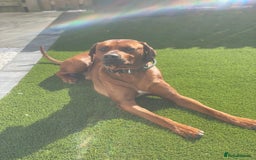 Rhodesian Ridgeback dogs for sale: Stunning Rhodesian RidgeBack Pups.. - Image 20