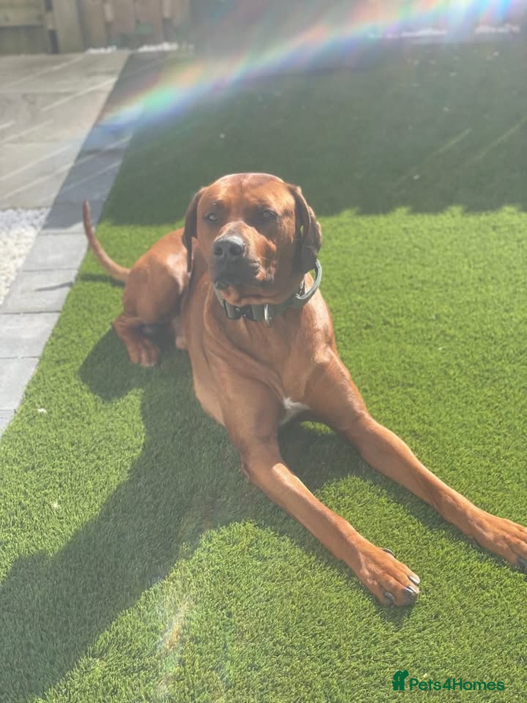 Rhodesian Ridgeback dogs for sale: Stunning Rhodesian RidgeBack Pups.. - Image 20