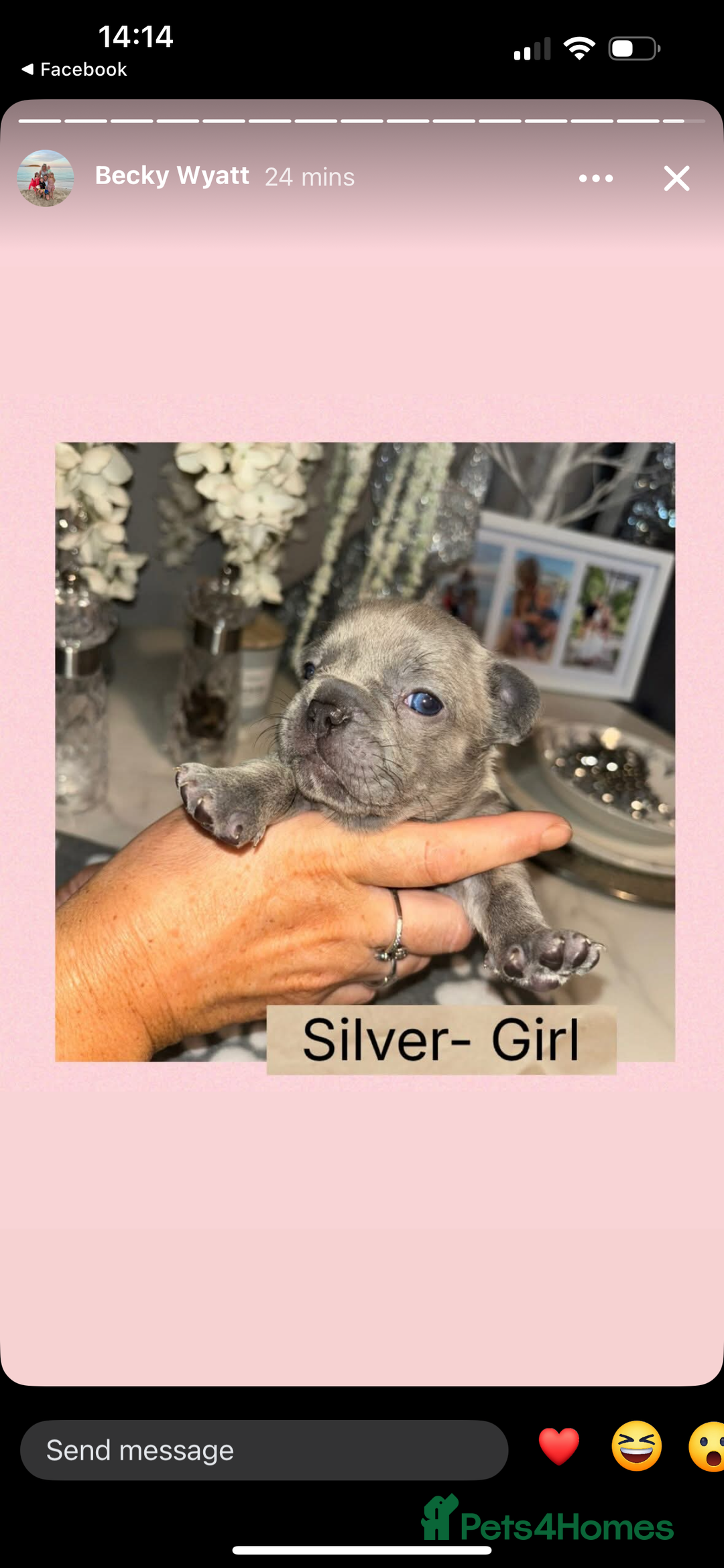 French Bulldog dogs for sale: KC French bulldog  - Image 2