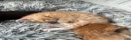Mixed Breed cats for sale: Mixed Maine Coon fur babies  - Advert 5