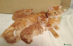 Mixed Breed cats for sale: GORGEOUS SIBERIAN X KITTENS  - Image 21