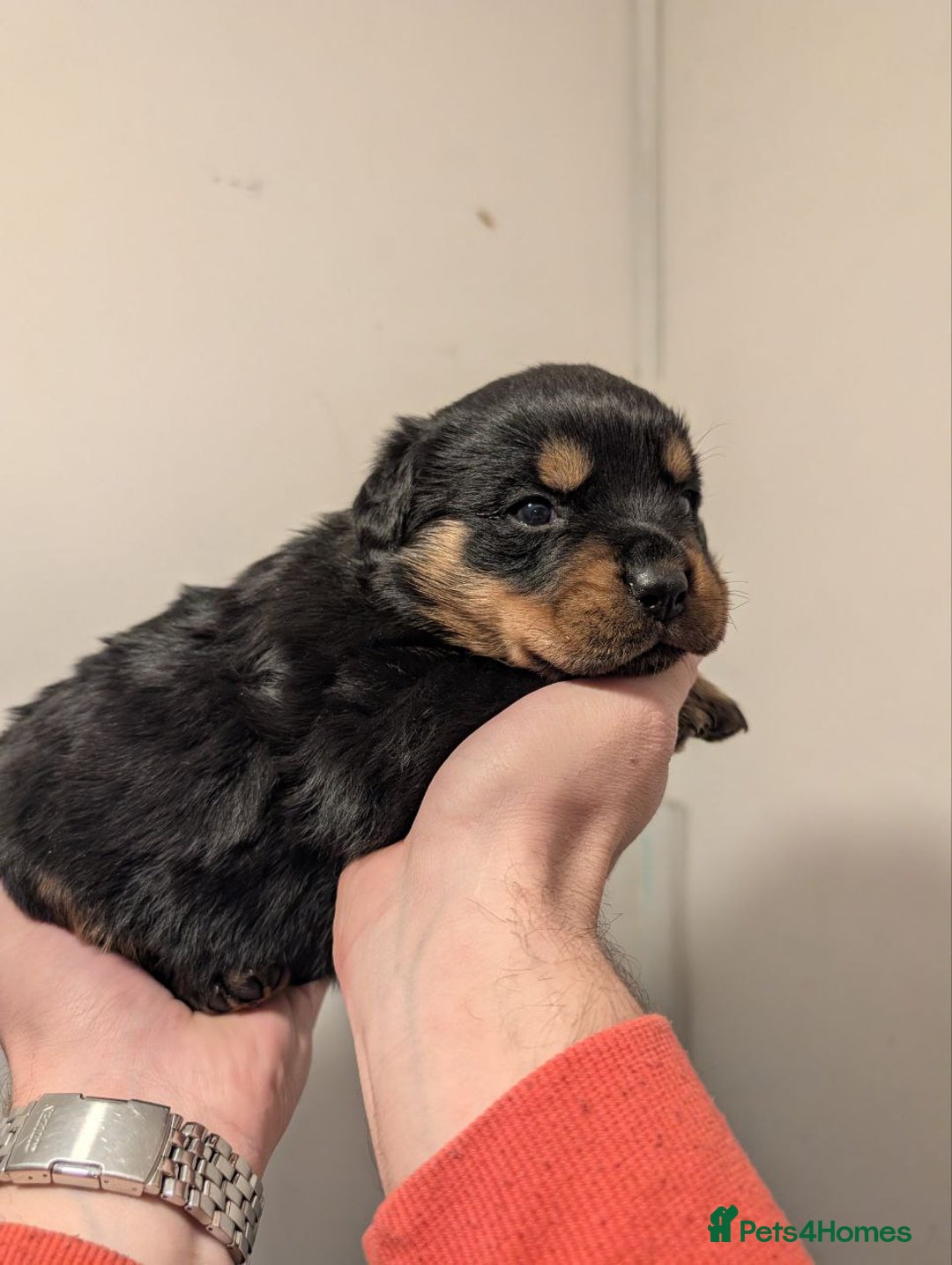 Rottweiler dogs for sale: 🐶 KC Rottweiler Puppies – German ADRK Bloodlines - Advert 22