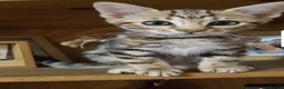 Bengal cats for sale: Beautiful Bengal Kittens Wild Looks, Loving Hearts in Birmingham - Advert 4