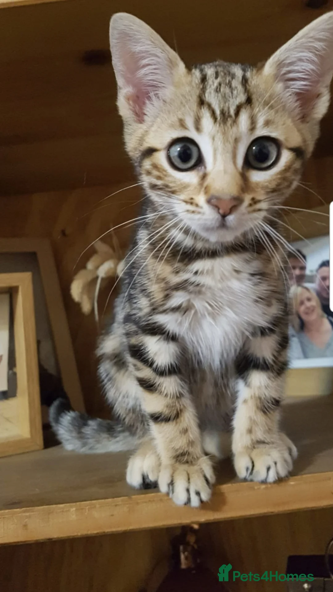 Bengal cats for sale: Beautiful Bengal Kittens Wild Looks, Loving Hearts in Birmingham - Advert 4