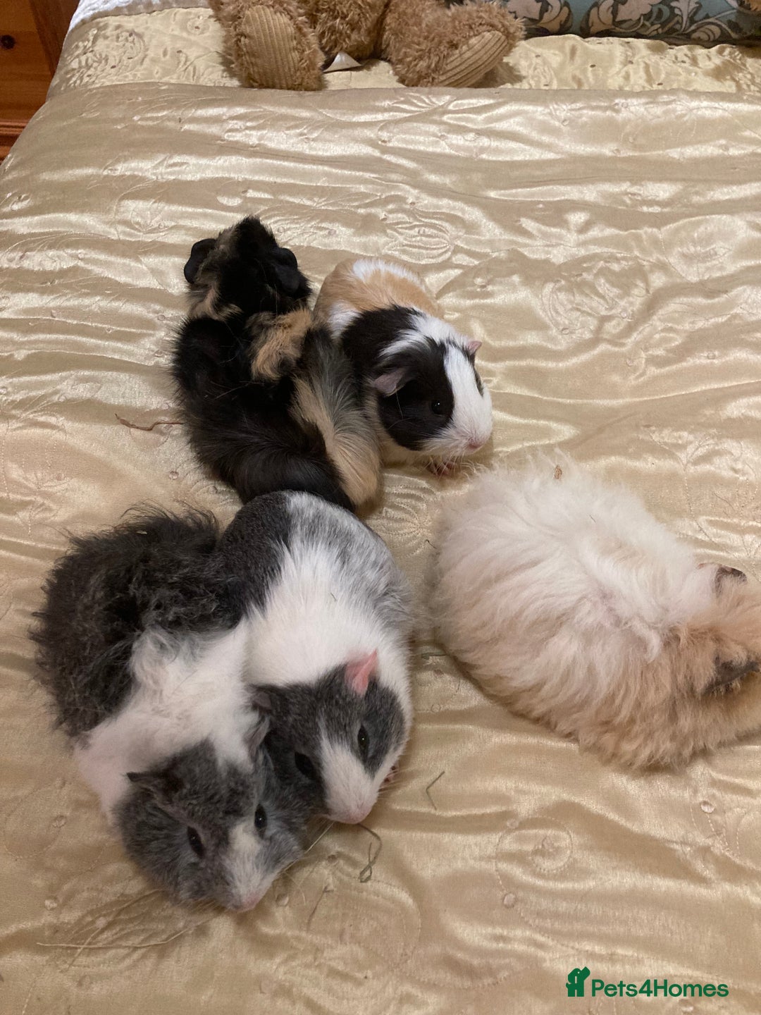 Guinea Pig rodents for sale: 5 gorgeous female Guinea pigs for sale - Advert 3