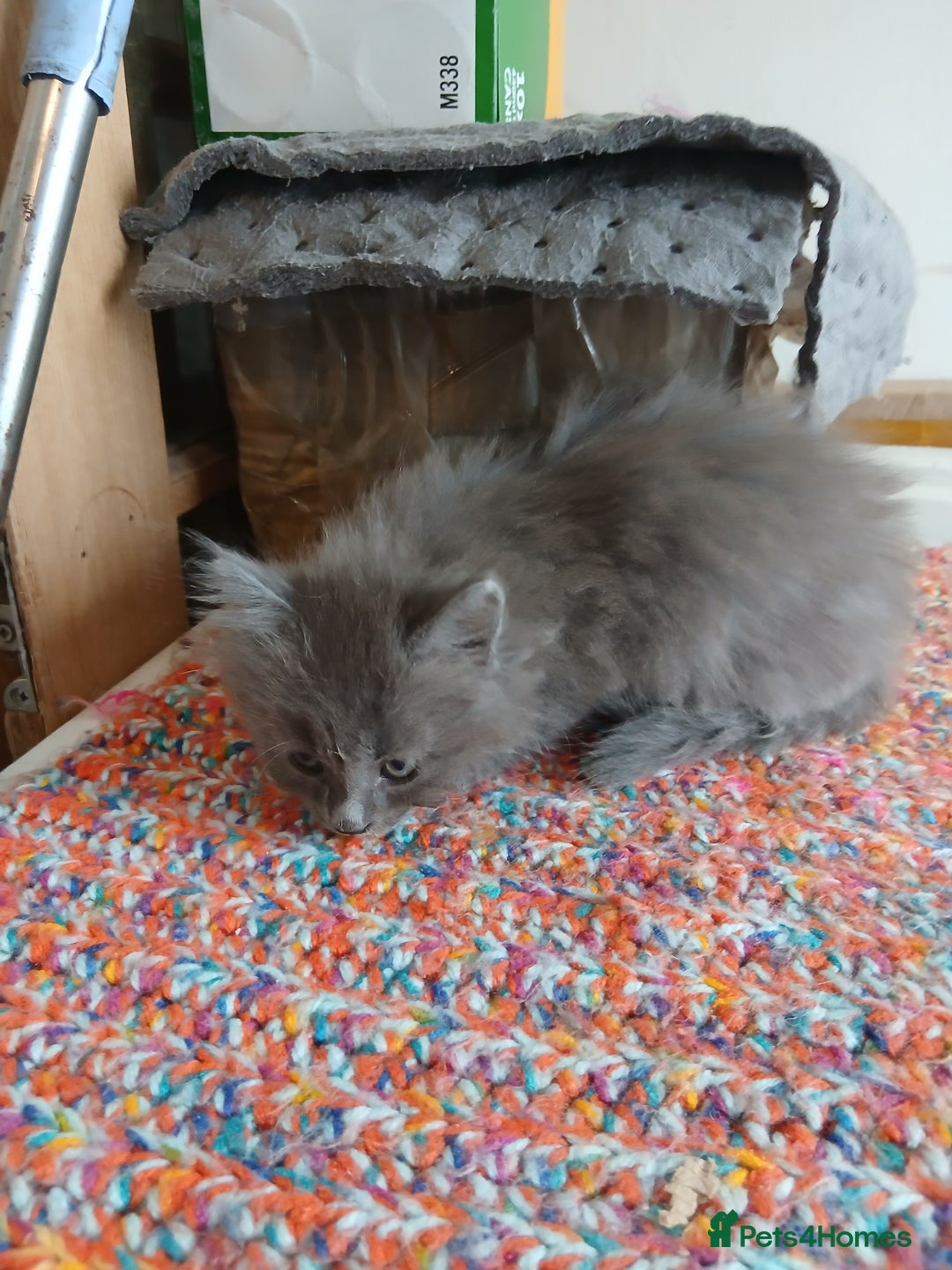 Mixed Breed cats for sale: 3 [remaining] girl kittens looking for new homes - Image 12