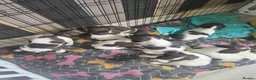 English Springer Spaniel dogs for sale: English springer pups  in Wigan - Advert 8