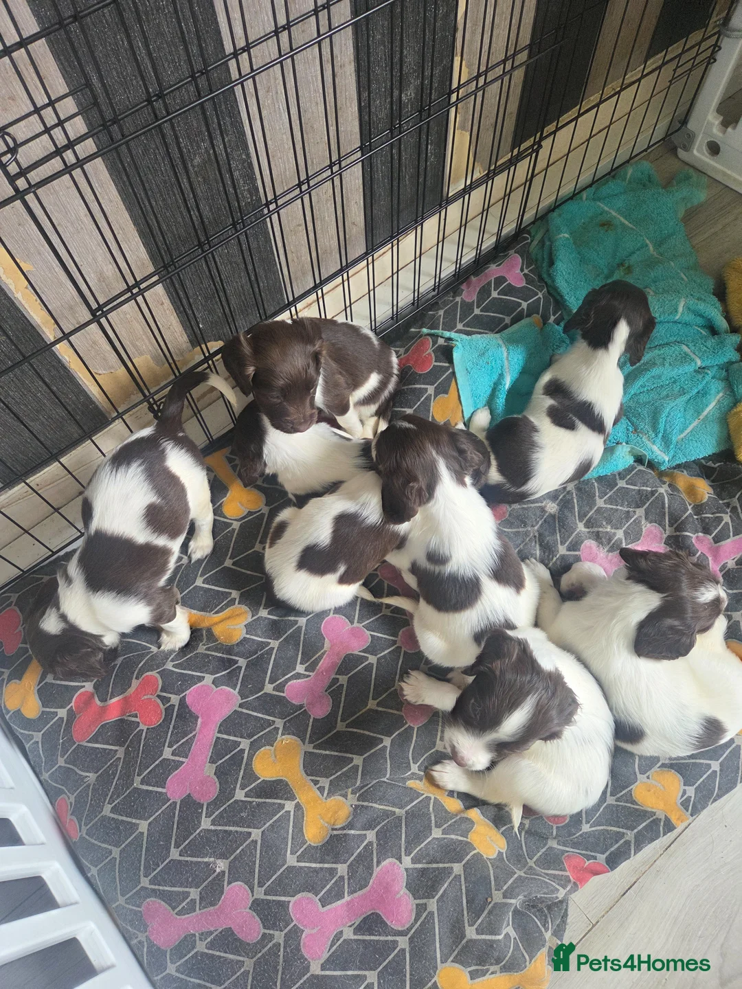 English Springer Spaniel dogs for sale: English springer pups  in Wigan - Advert 8