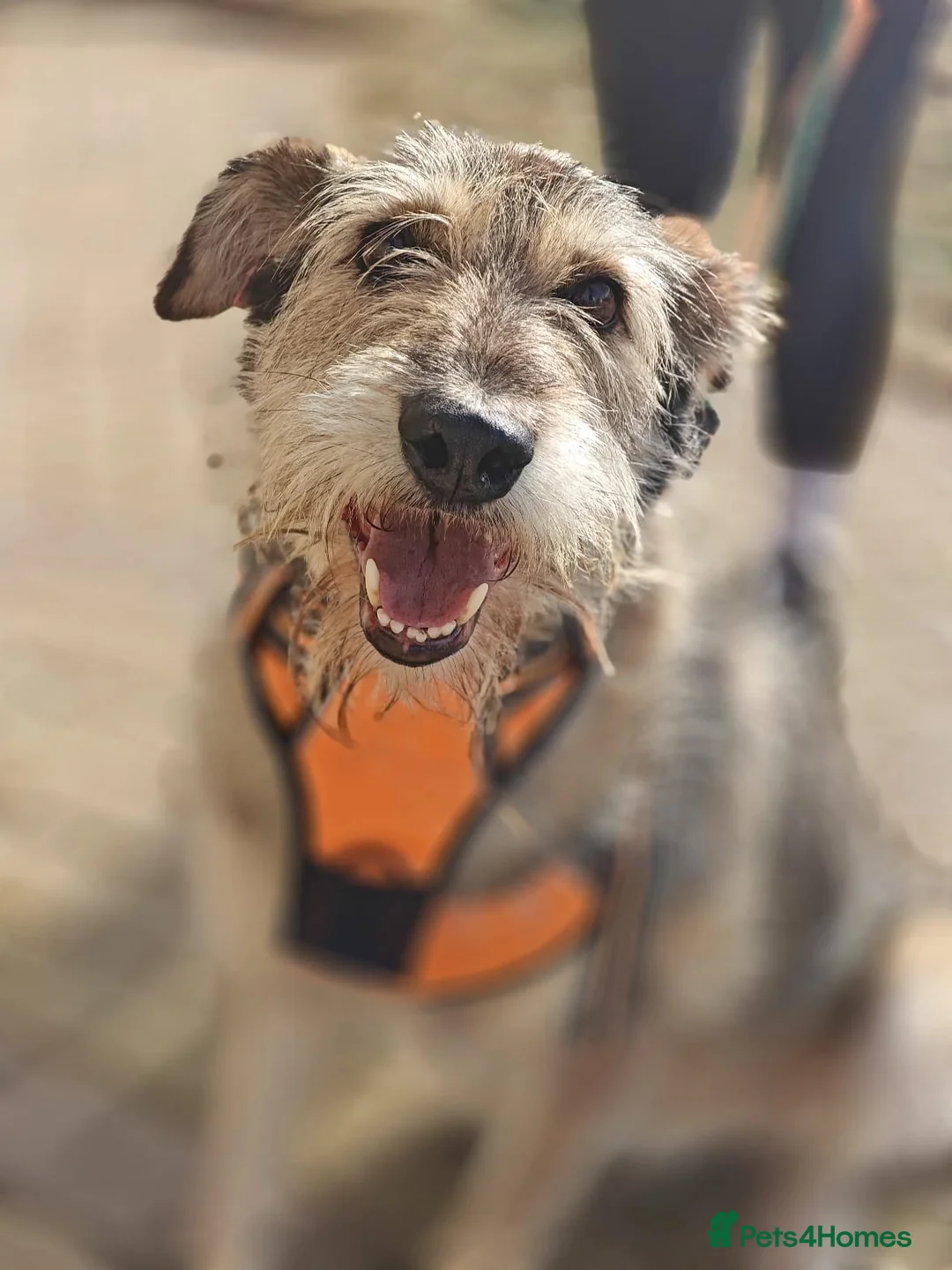 Mixed Breed dogs for adoption: ❤️Oxy❤️ 6,5 year old girl, upper-medium girl - Advert 2