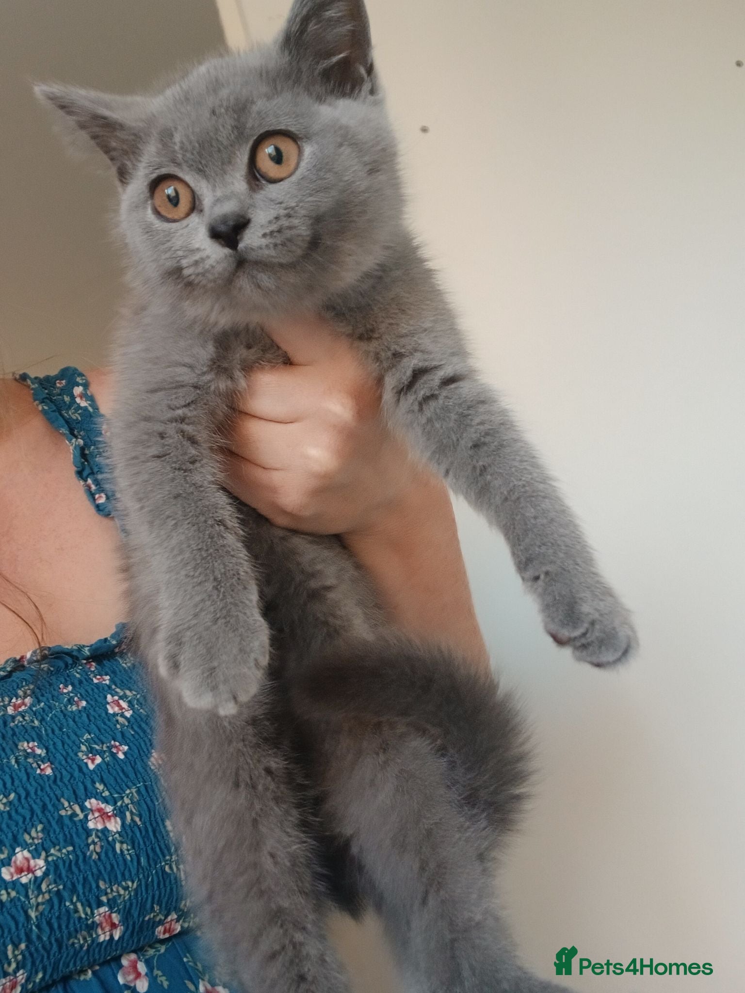 British Shorthair cats LAST BOY LEFT!! BEAUTIFUL BRITISH SHORTHAIR ❤️ - Advert 2