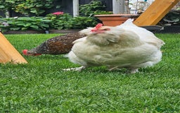 Hens poultry for sale: Egg Laying 7 Hens - Image 5