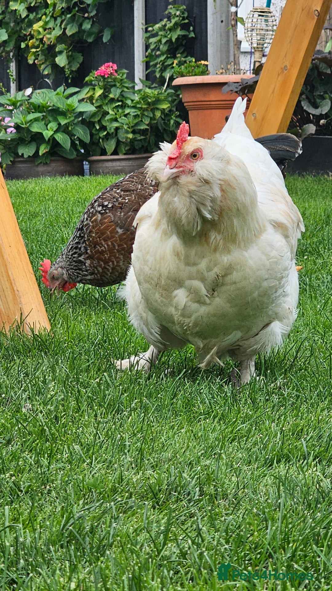 Hens poultry for sale: Egg Laying 7 Hens - Image 5