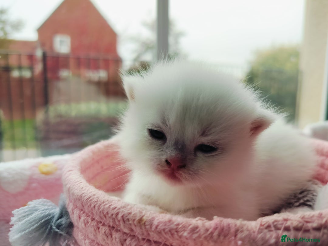 British Shorthair cats for sale: British shorthair kittens  - Image 4