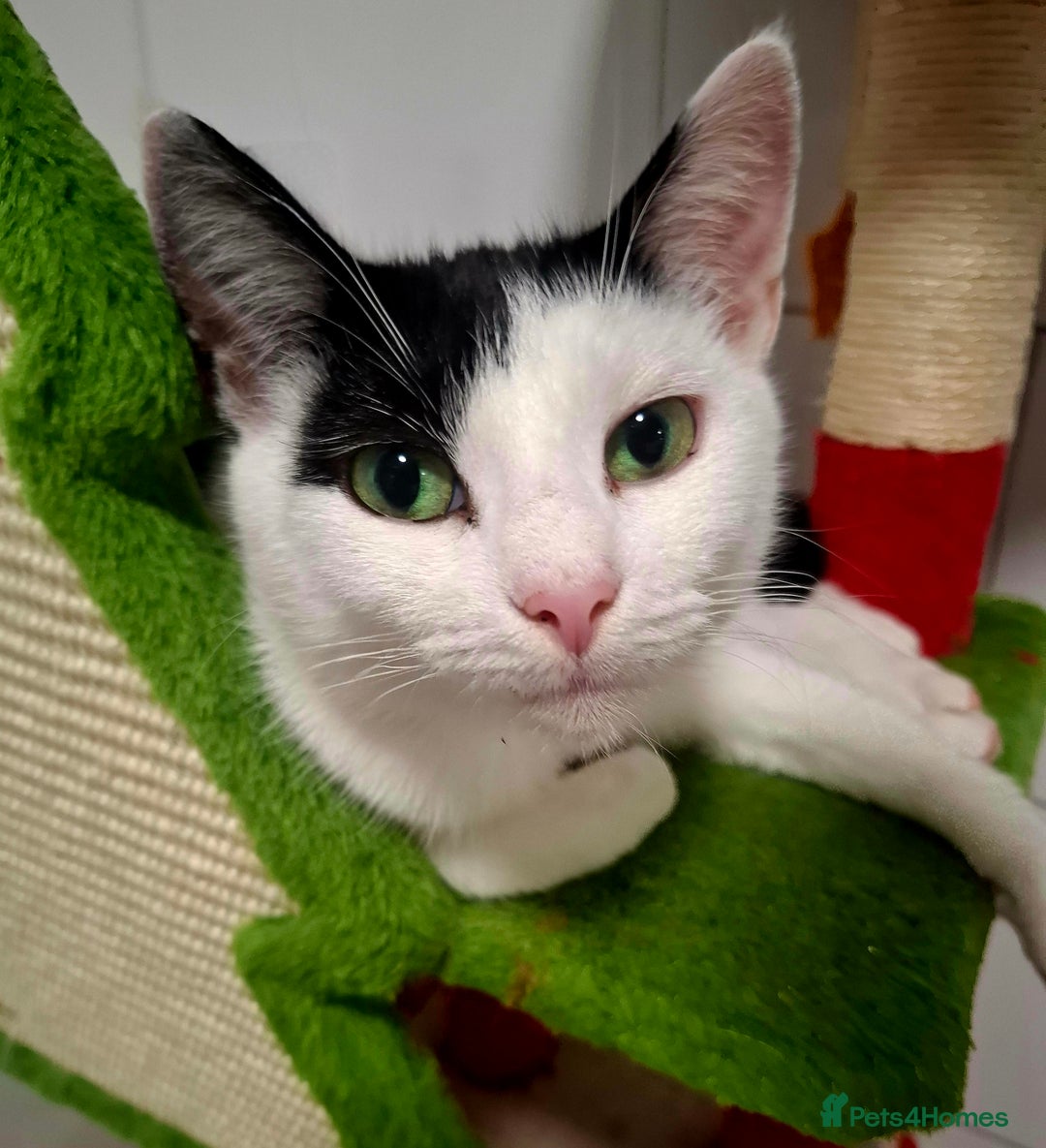 Mixed Breed cats for adoption: 🌟 Meet Toffee a beautiful female for adoption - Advert 1