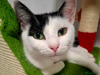 Mixed Breed cats 🌟 Meet Toffee a beautiful female for adoption - Advert 2