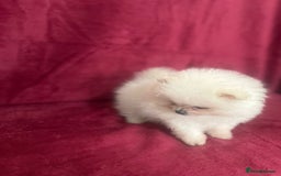 Pomeranian dogs for sale: 3 tiny girls ready now*price reduced £2000 - Advert 8