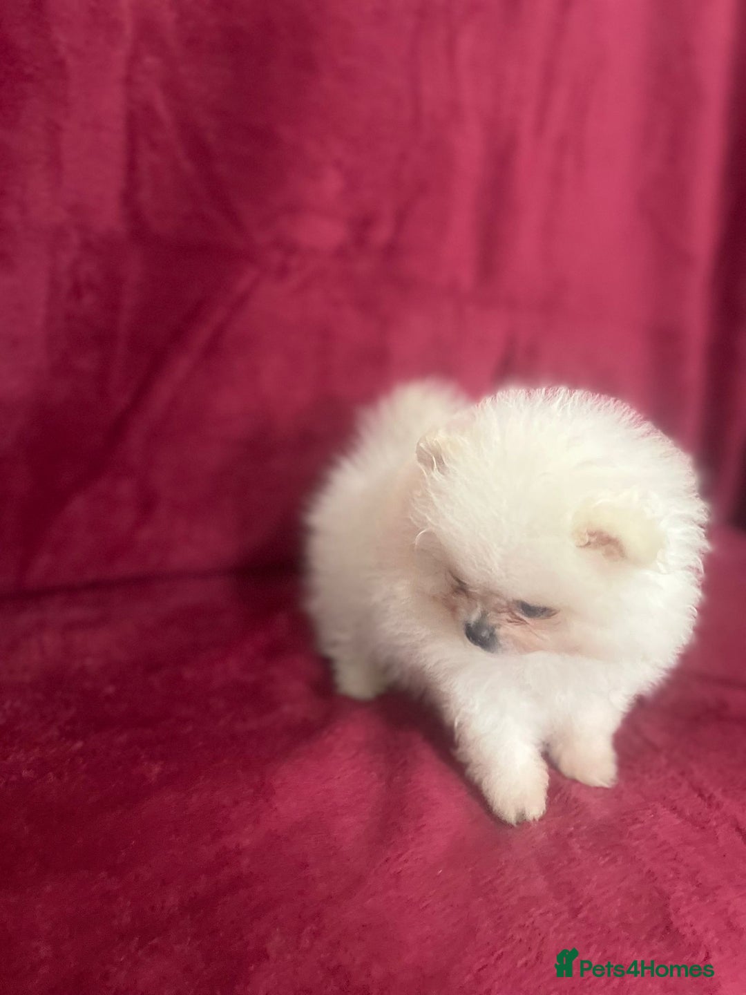 Pomeranian dogs for sale: 3 tiny girls ready now*price reduced £2000 - Advert 8