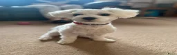 Maltese dogs for sale: 5 generation KC registered Maltese - Advert 2