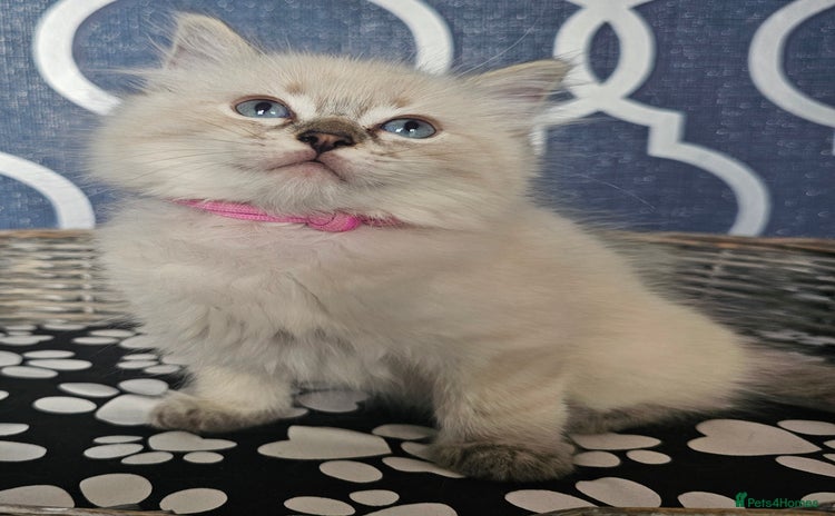Ragdoll cats - Advert 6