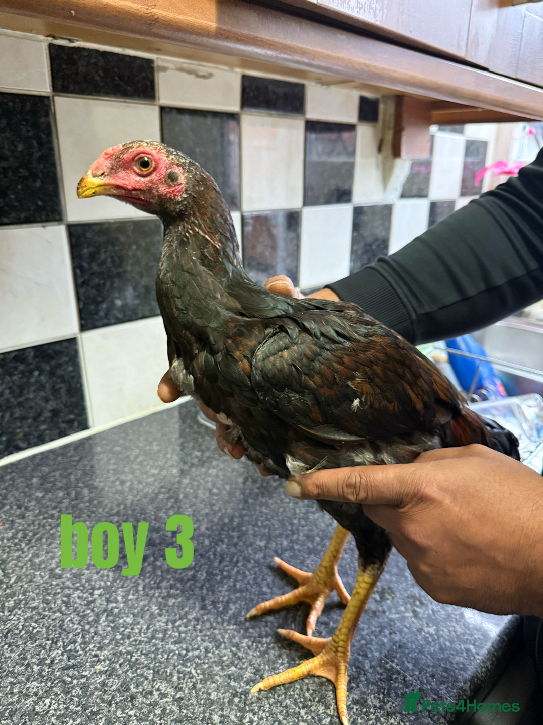 Chickens poultry for sale: shamo chickens🐓 - Image 7