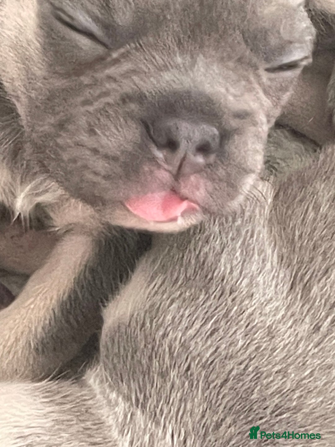 French Bulldog dogs for sale: Lilac tan French bulldog puppies  - Advert 8