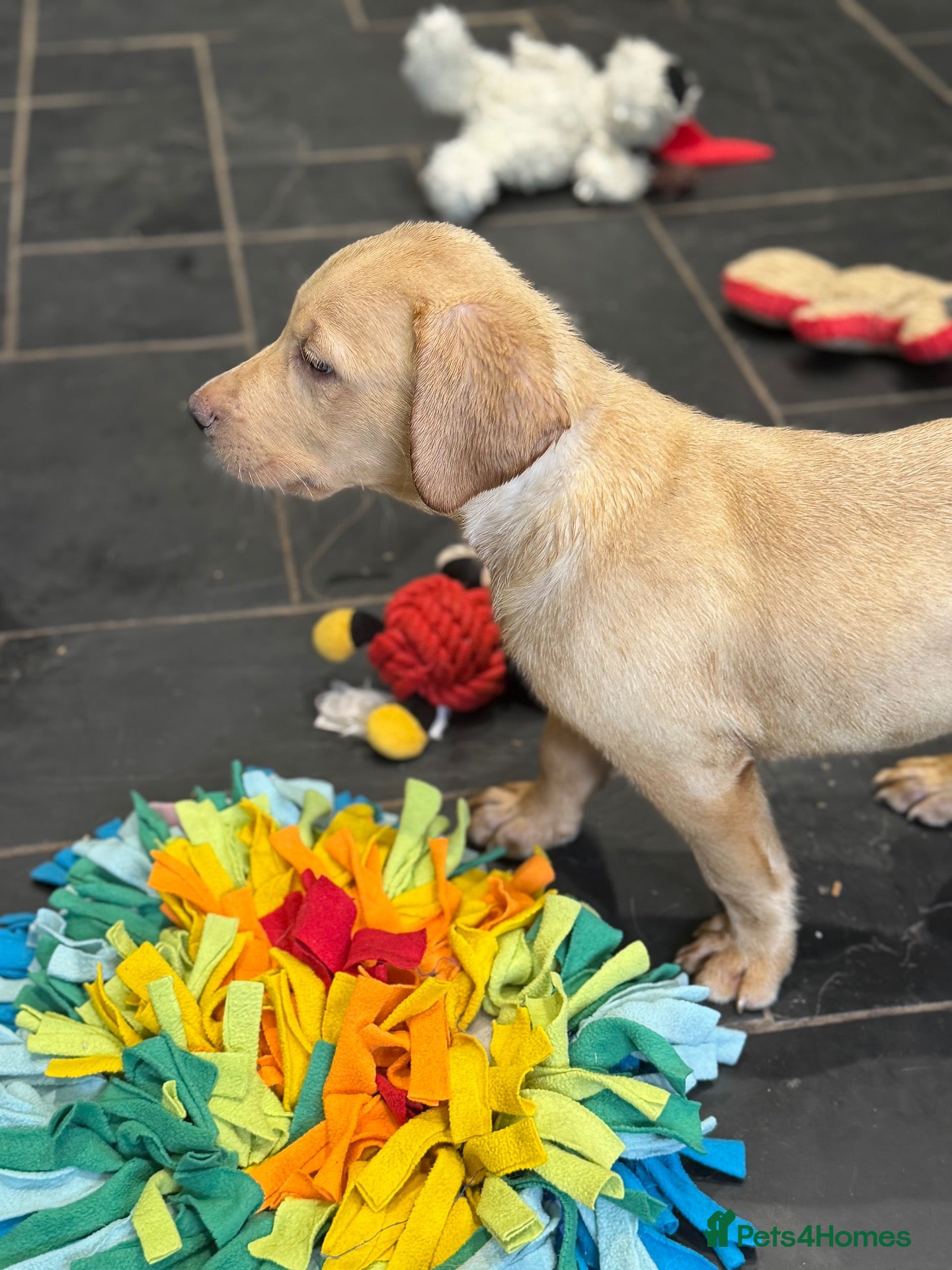 Labrador Retriever dogs Health tested yellow/champagne Labrador puppies - Advert 1