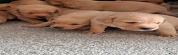 Labrador Retriever dogs for sale: KC Reg Labrador Pups - Advert 16