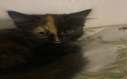Mixed Breed cats for sale: 2 girls and 1 boy mixed breed kittend - Image 5