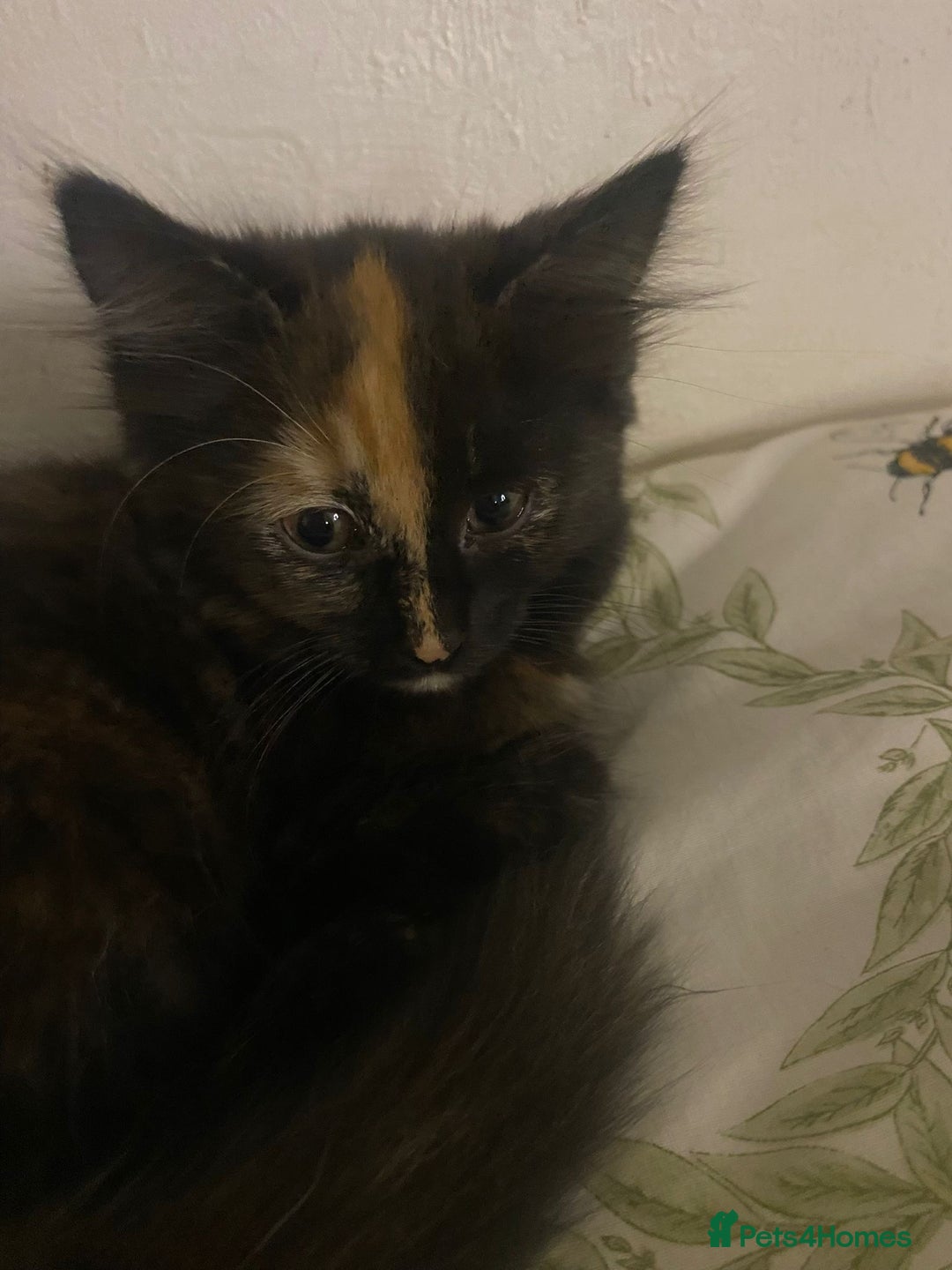 Mixed Breed cats for sale: 2 girls and 1 boy mixed breed kittend - Image 5