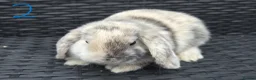 Mini Lop rabbits for sale: Pure Bred Mini Lop babies - Ready Now - Advert 3
