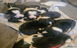 Sprollie dogs for sale: Sprollies - Image 13