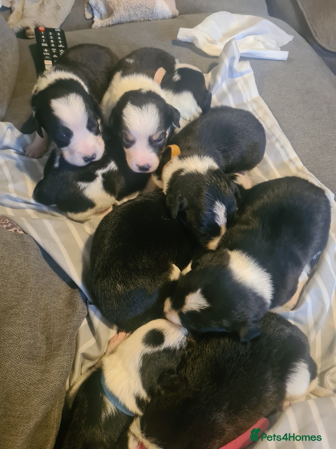 Sprollie dogs for sale: Sprollies - Image 13