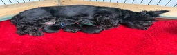 Scottish Terrier dogs for sale: Male Scottish Terrier Puppy in Fraserburgh - Advert 7