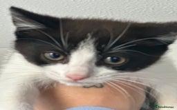 Mixed Breed cats for sale: Black and white kittens for sale  - Image 2