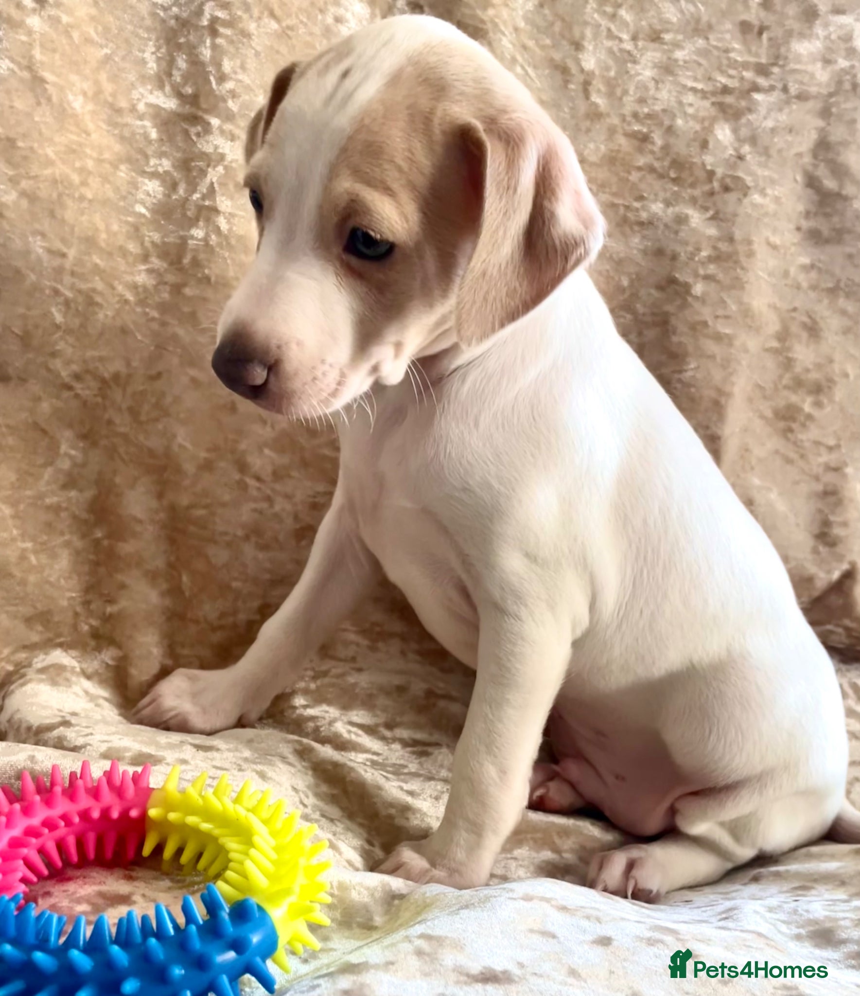 Italian Greyhound dogs Italian greyhound cream and white available  - Advert 4